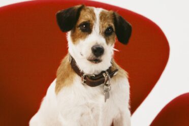 6 Scene-Stealing Dogs You Can Watch On Paramount+