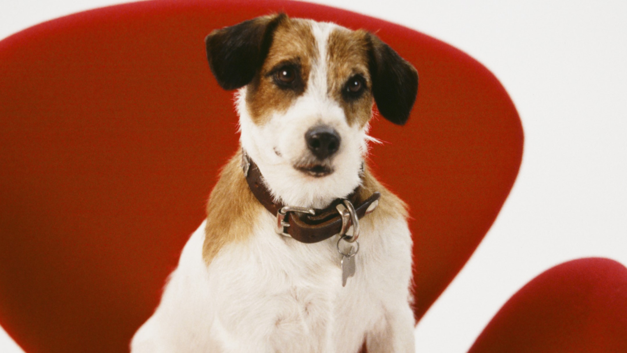 6 Scene-Stealing Dogs You Can Watch On Paramount+