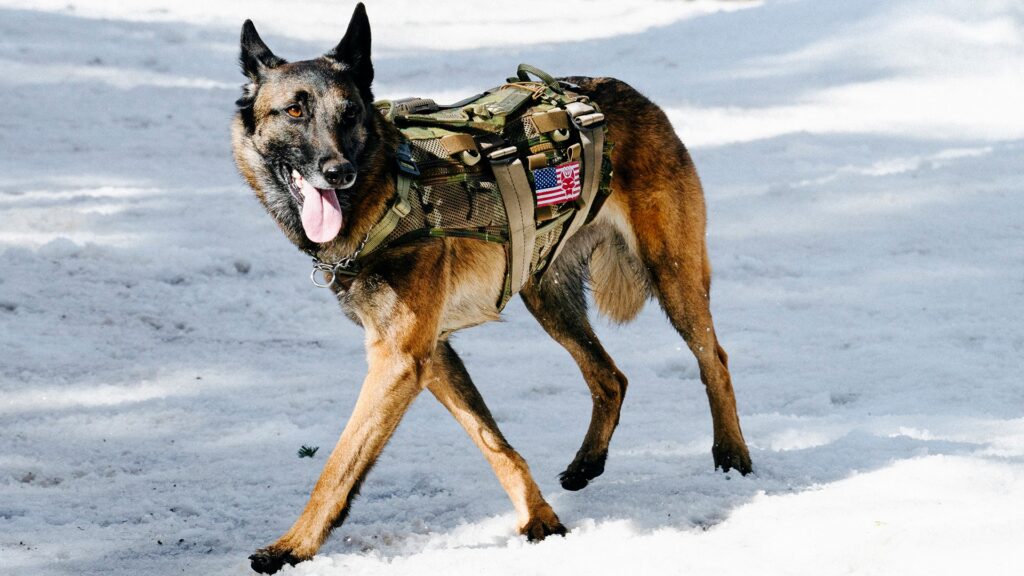 Cerberus in SEAL Team